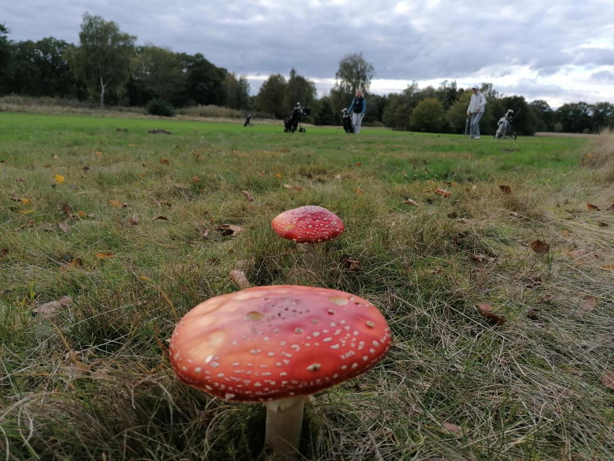 Accommodatie bij particulieren Natureview *
